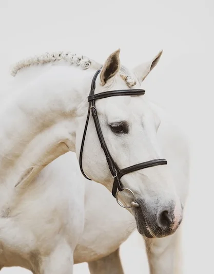 Zangersheide_Asca-CaseImage