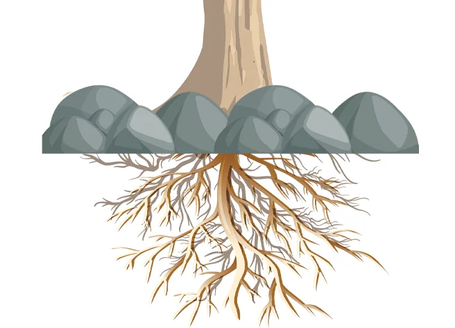 1275-3. Boom - wortels deel 2 (1)