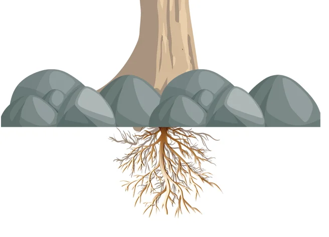 1274-2.Boom - wortels deel 1