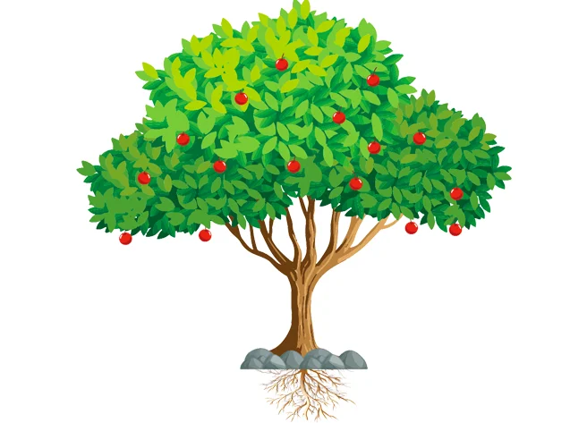 1280-7. Boom - vruchten